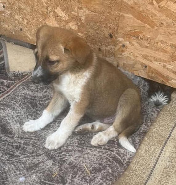 Cosmo, kleiner Hundemann auf der Suche