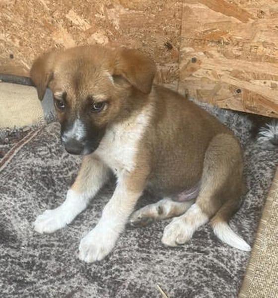 Cosmo, kleiner Hundemann auf der Suche