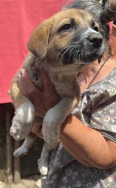 Cosmo, kleiner Hundemann auf der Suche