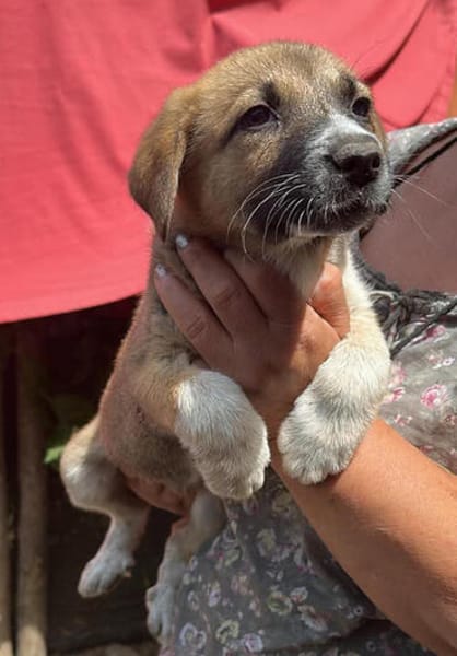 Cosmo, kleiner Hundemann auf der Suche
