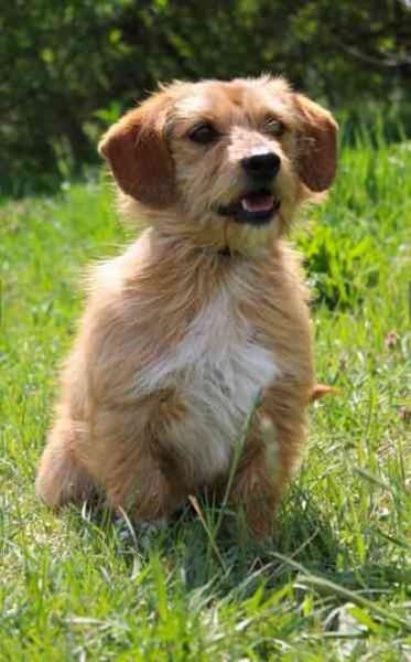 Rocco der Gute-Laune-Hund