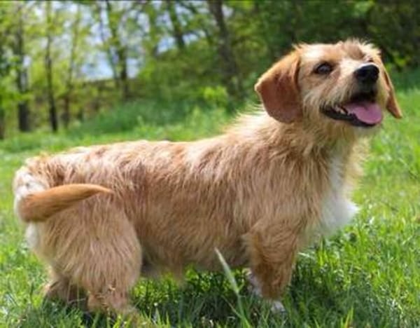 Rocco der Gute-Laune-Hund