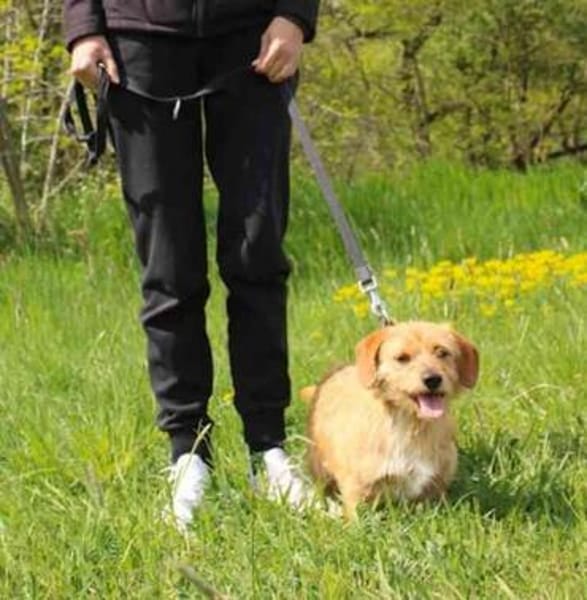 Rocco der Gute-Laune-Hund