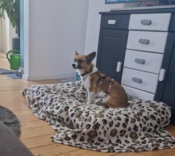 Schüchterne Seele sucht Halt