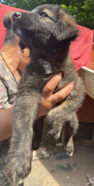 Cassia, kleines Hundekind auf der Suche