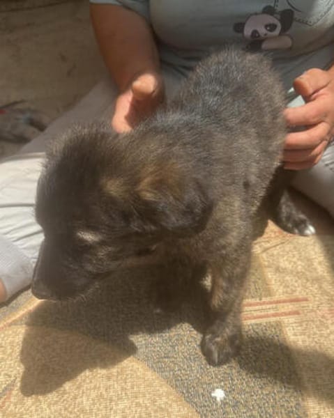 Cassia, kleines Hundekind auf der Suche