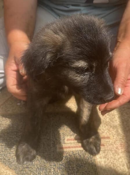 Cassia, kleines Hundekind auf der Suche