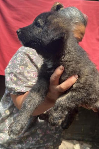 Cassia, kleines Hundekind auf der Suche
