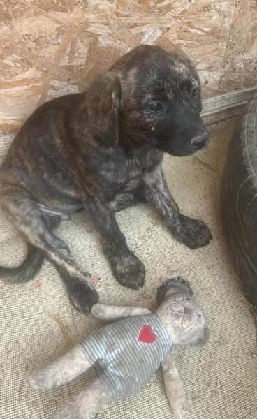 Coco, suche mein Plätzchen für immer