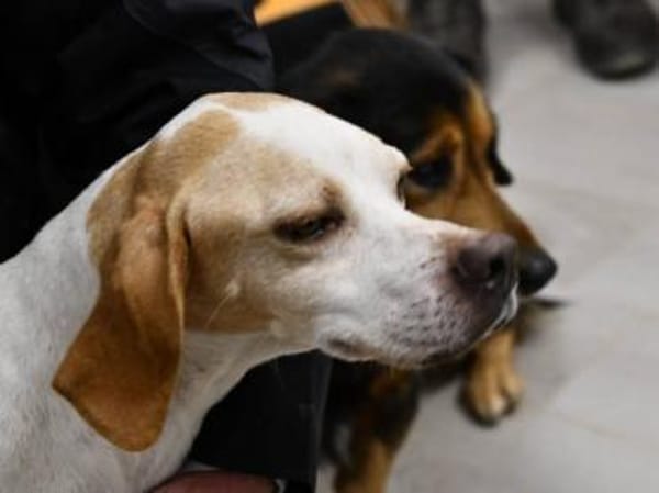 Flaca möchte gefordert werden