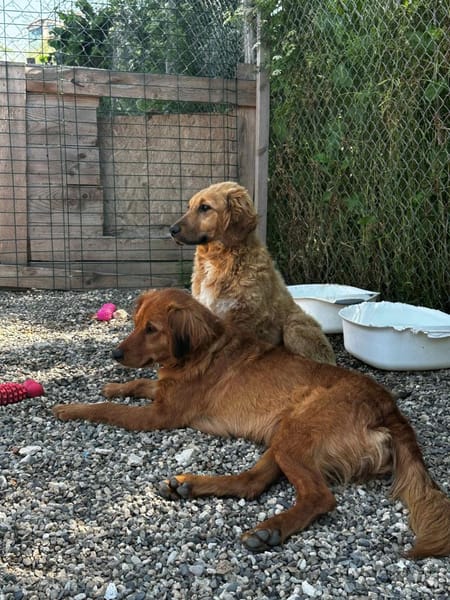 Daphne - ruhige und sanfte Hundemama