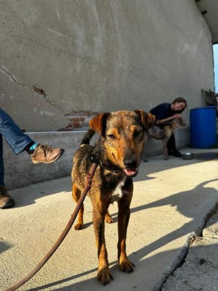 Bobby - fast 2 jähriger sucht dich