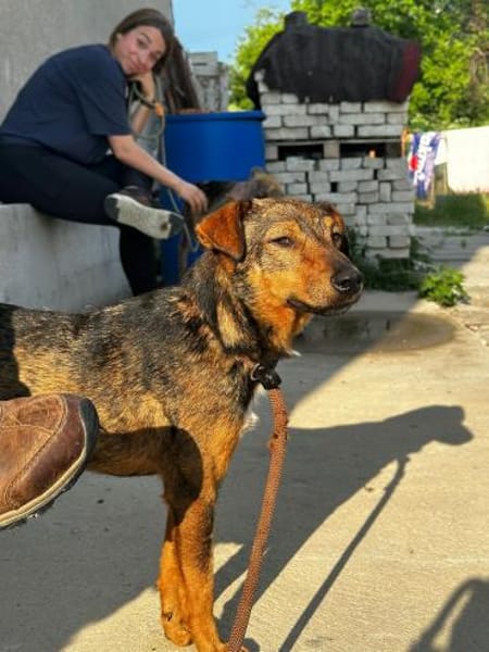 Bobby - fast 2 jähriger sucht dich
