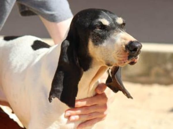 Liebenswerte Diana sucht Familie