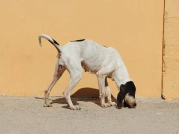 Liebenswerte Diana sucht Familie