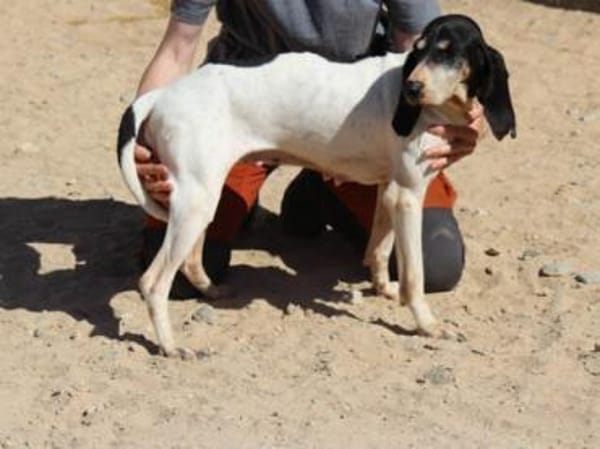 Liebenswerte Diana sucht Familie