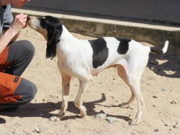Liebenswerte Diana sucht Familie