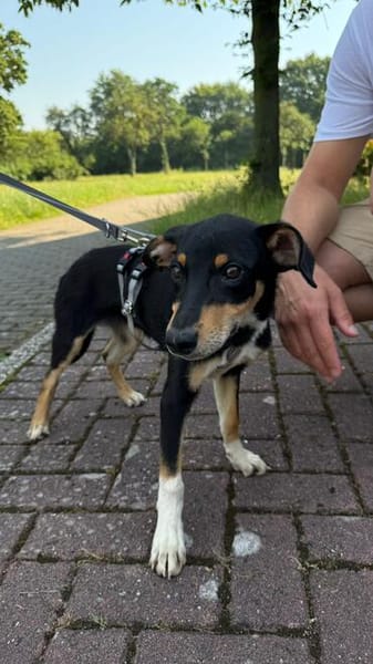 Welpenbub Mauro sucht sein Glück