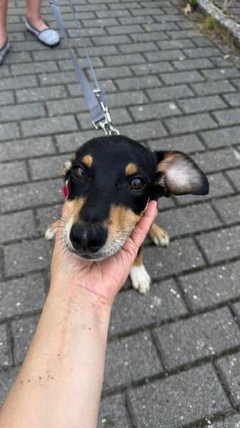 Welpenbub Mauro sucht sein Glück