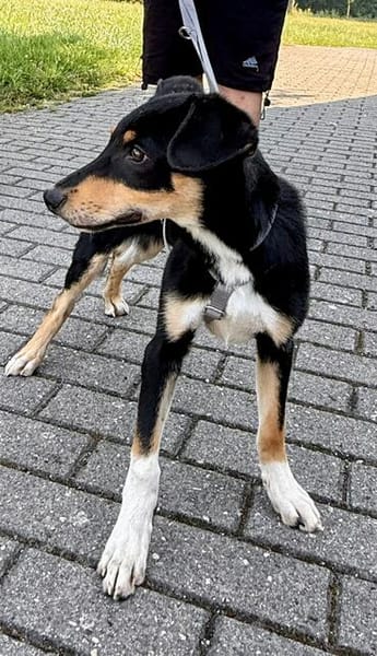 Welpenbub Malfi sucht sein Glück