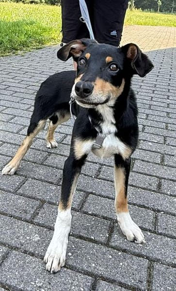 Welpenbub Malfi sucht sein Glück