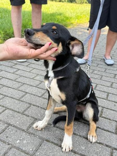Welpenbub Malfi sucht sein Glück