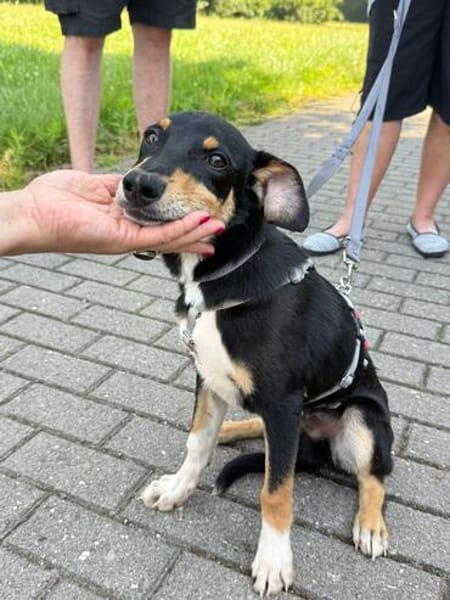 Welpenbub Malfi sucht sein Glück