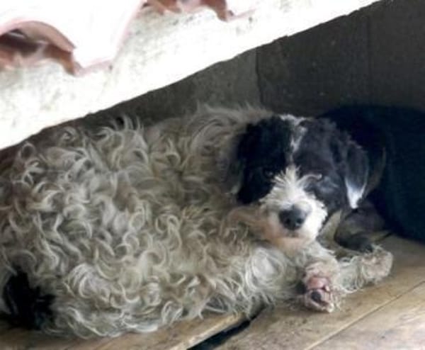 Keno ist ein Traumhund durch und durch!