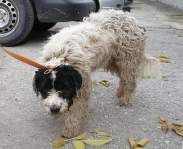 Keno ist ein Traumhund durch und durch!