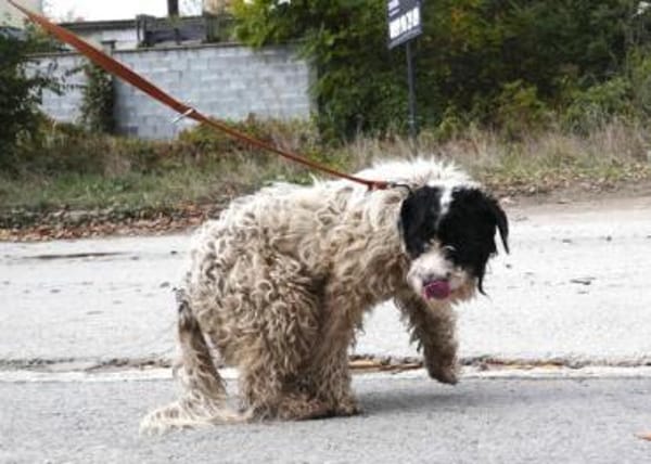 Keno ist ein Traumhund durch und durch!