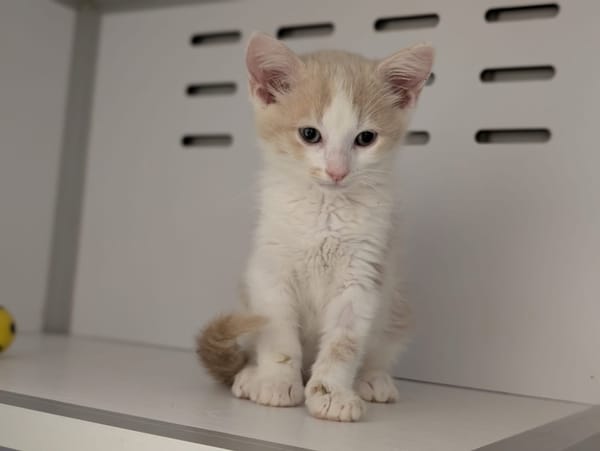 ESTEBAN