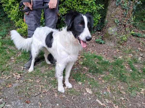 Bosco