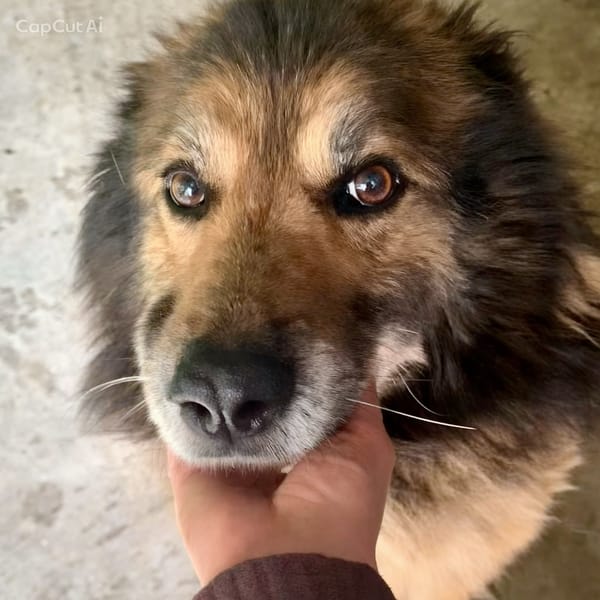 BANJO