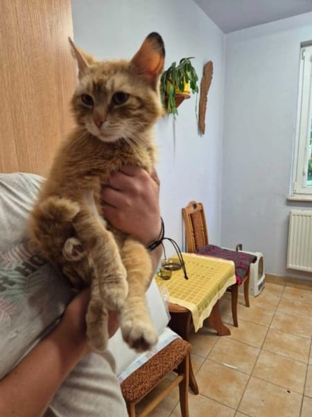 Garfield