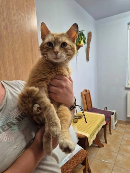 Garfield