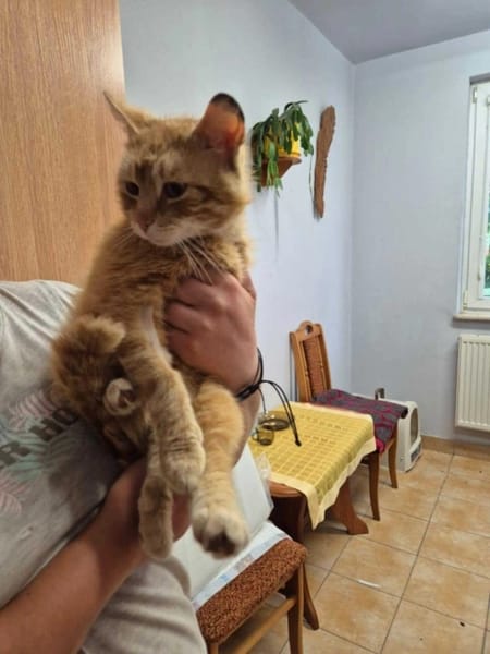 Garfield