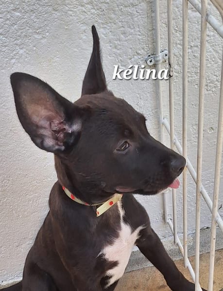 KELINA , chiot femelle Berger Créole
