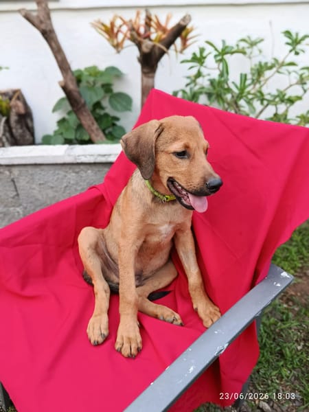 OSLOW, CHIOT MÂLE BERGER CRÉOLE