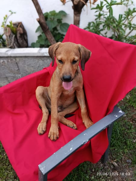 OSLOW, CHIOT MÂLE BERGER CRÉOLE