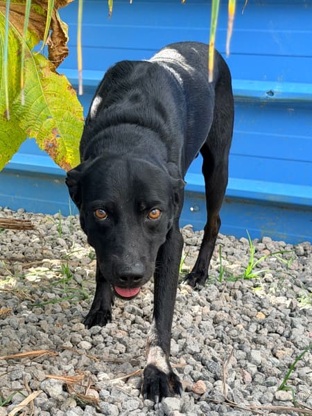RHUMY , mâle, Berger Créole