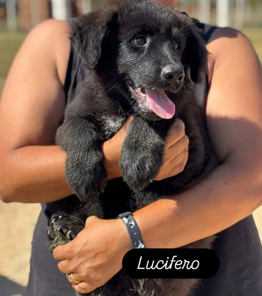 Lucifero