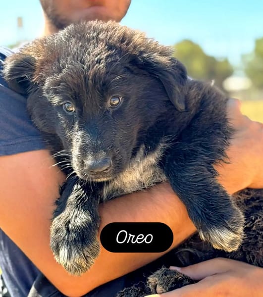 OREO