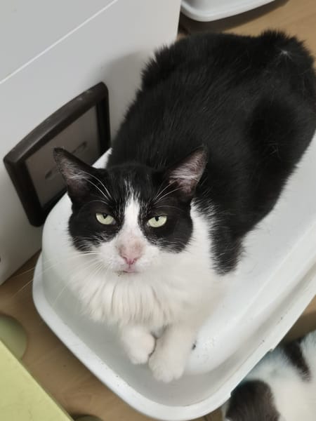Milo