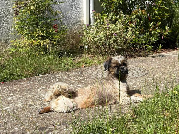 Romy
