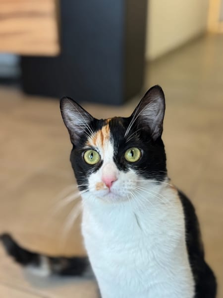 Mac