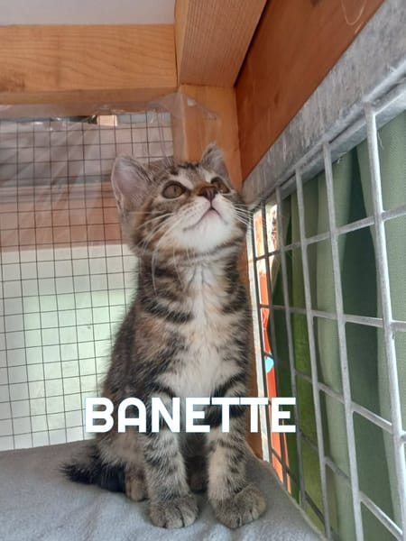 Fraterie de 5 chatonnes : Baya, Bird, Best, Bubble et Banette