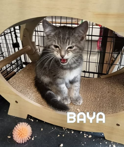 Fraterie de 5 chatonnes : Baya, Bird, Best, Bubble et Banette