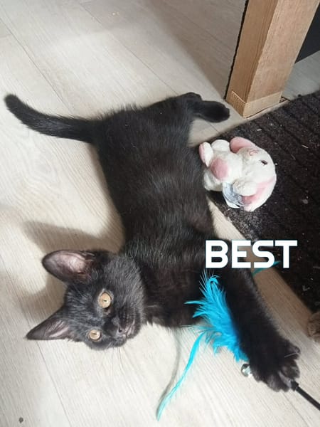 Fraterie de 5 chatonnes : Baya, Bird, Best, Bubble et Banette