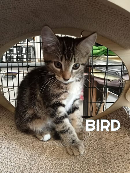 Fraterie de 5 chatonnes : Baya, Bird, Best, Bubble et Banette