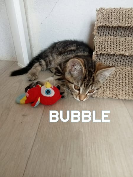 Fraterie de 5 chatonnes : Baya, Bird, Best, Bubble et Banette